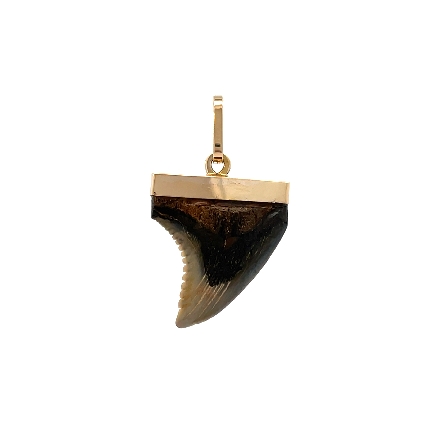 14K Yellow Gold Estate Shark Tooth Pendant 2.1dwt 