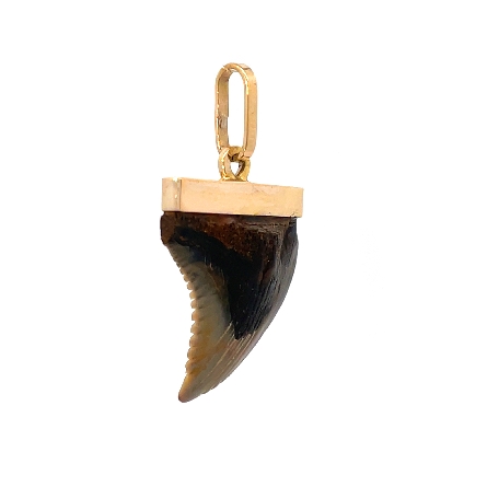 14K Yellow Gold Estate Shark Tooth Pendant 2.1dwt 
